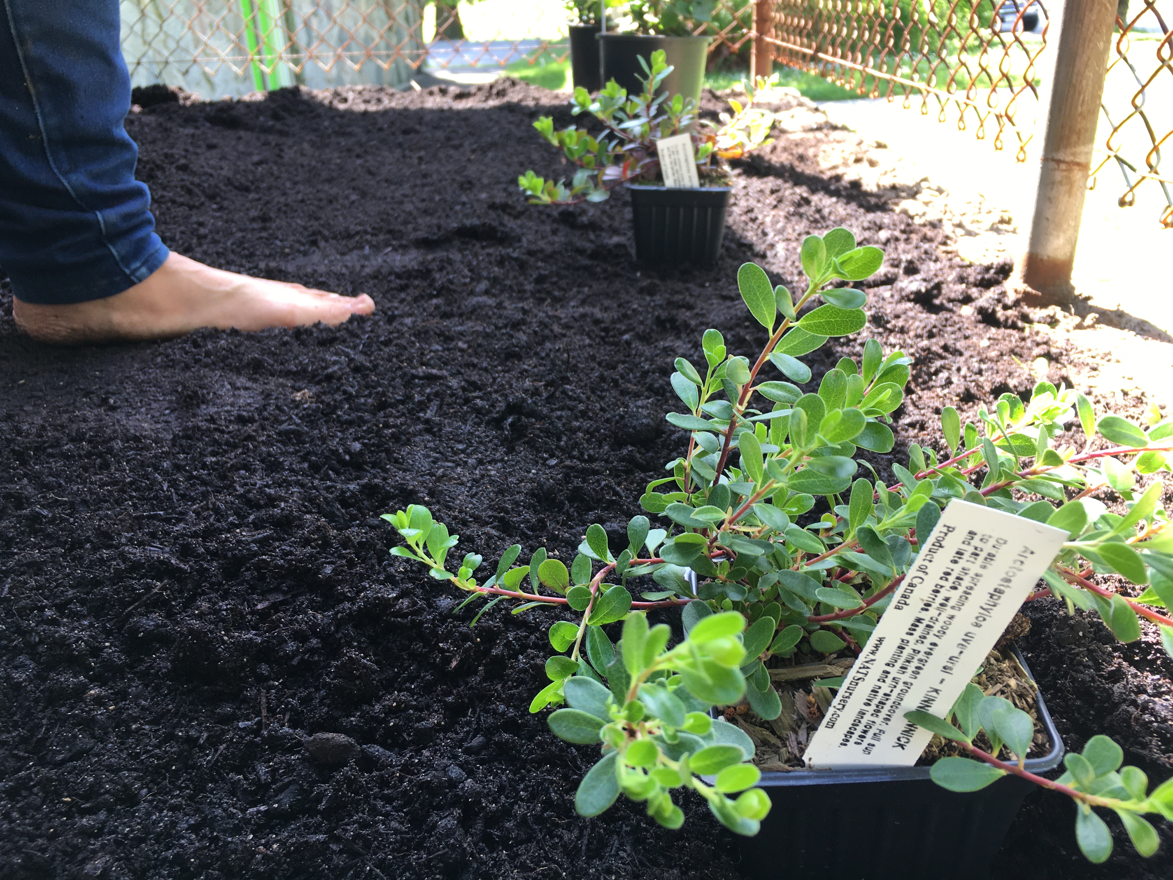 indigenous-garden-clinton-park-3