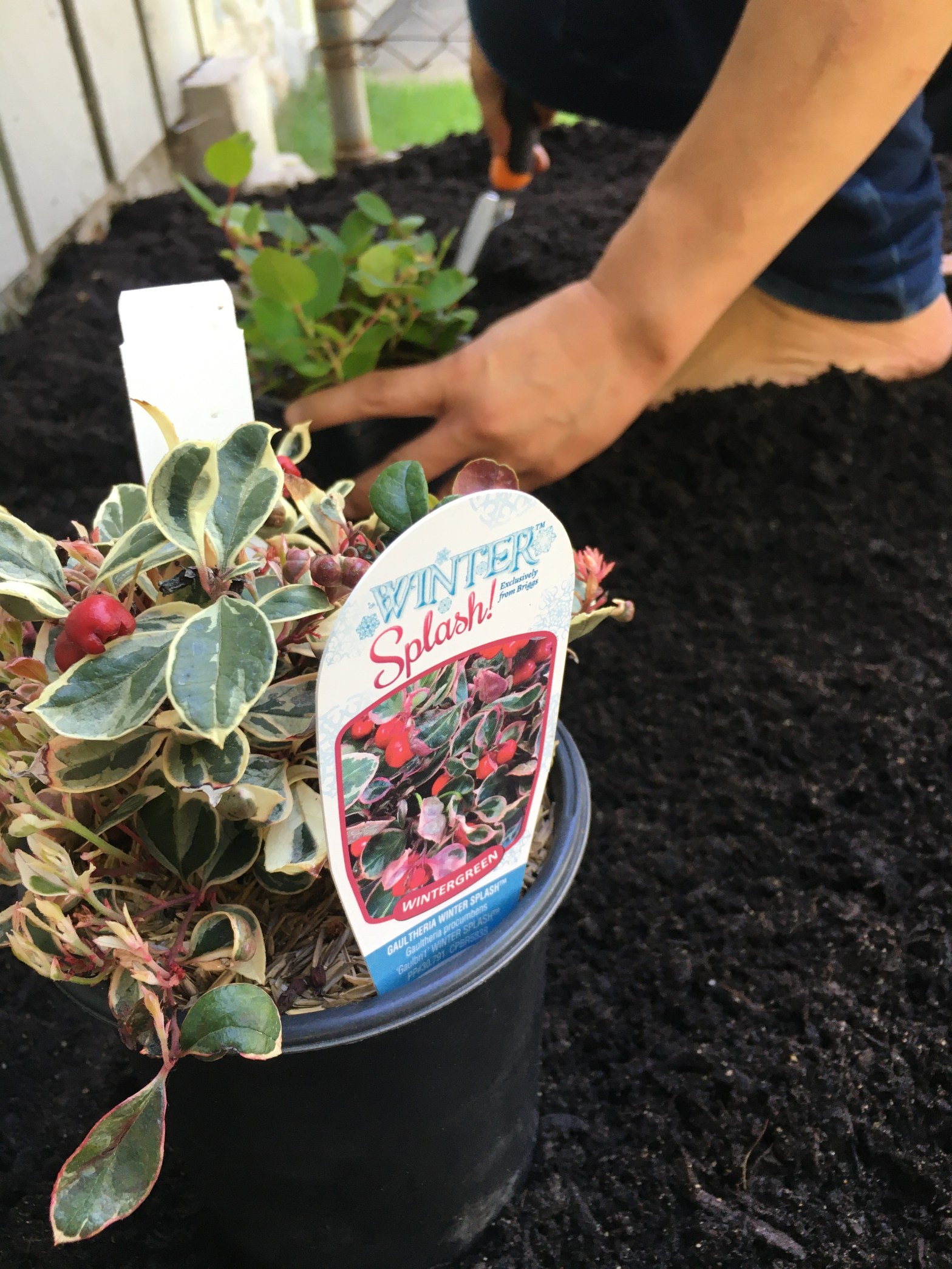 indigenous-garden-clinton-park-4